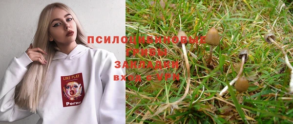 прущие грибы Белокуриха